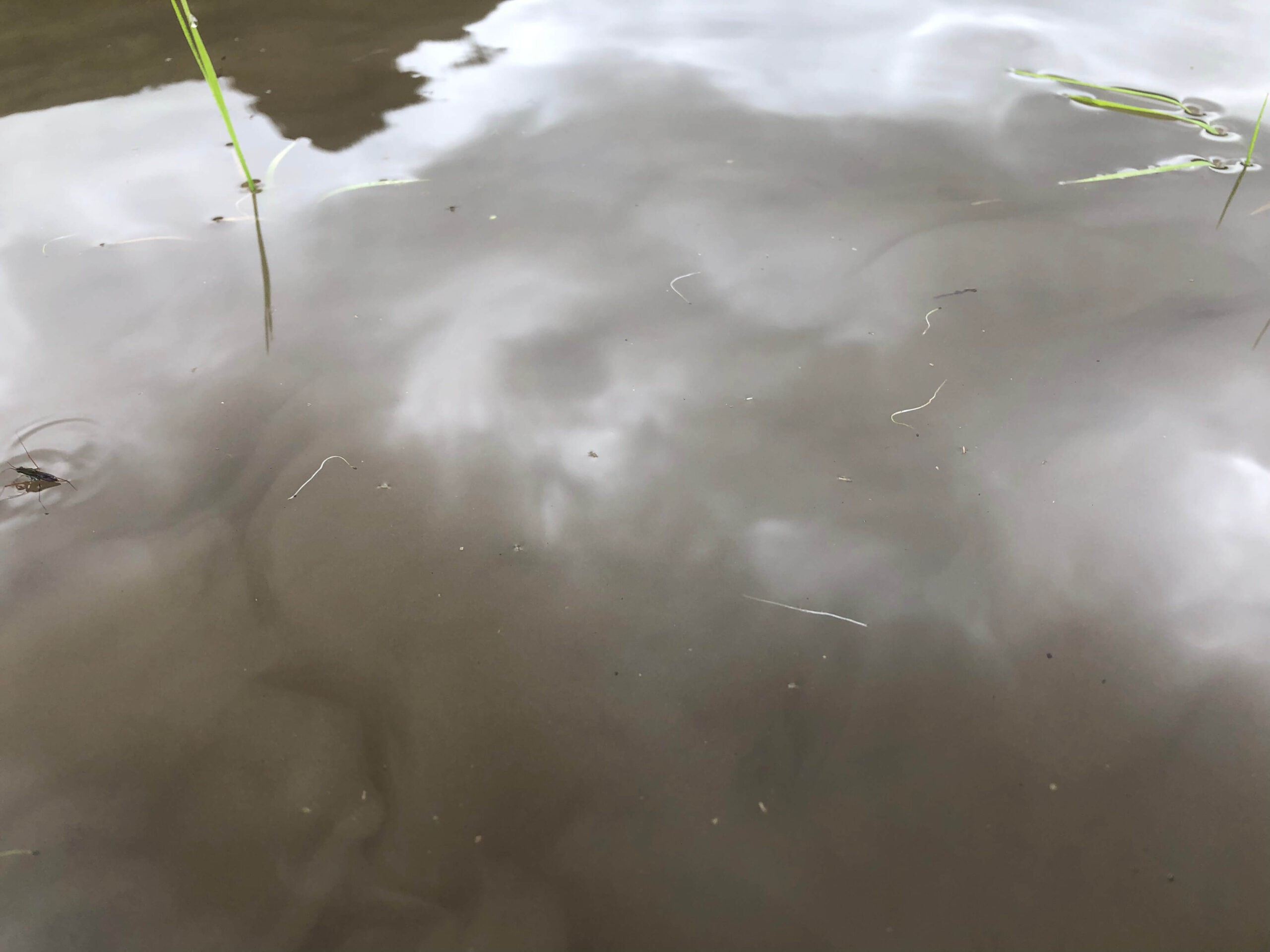 チェーン除草機で除草された雑草