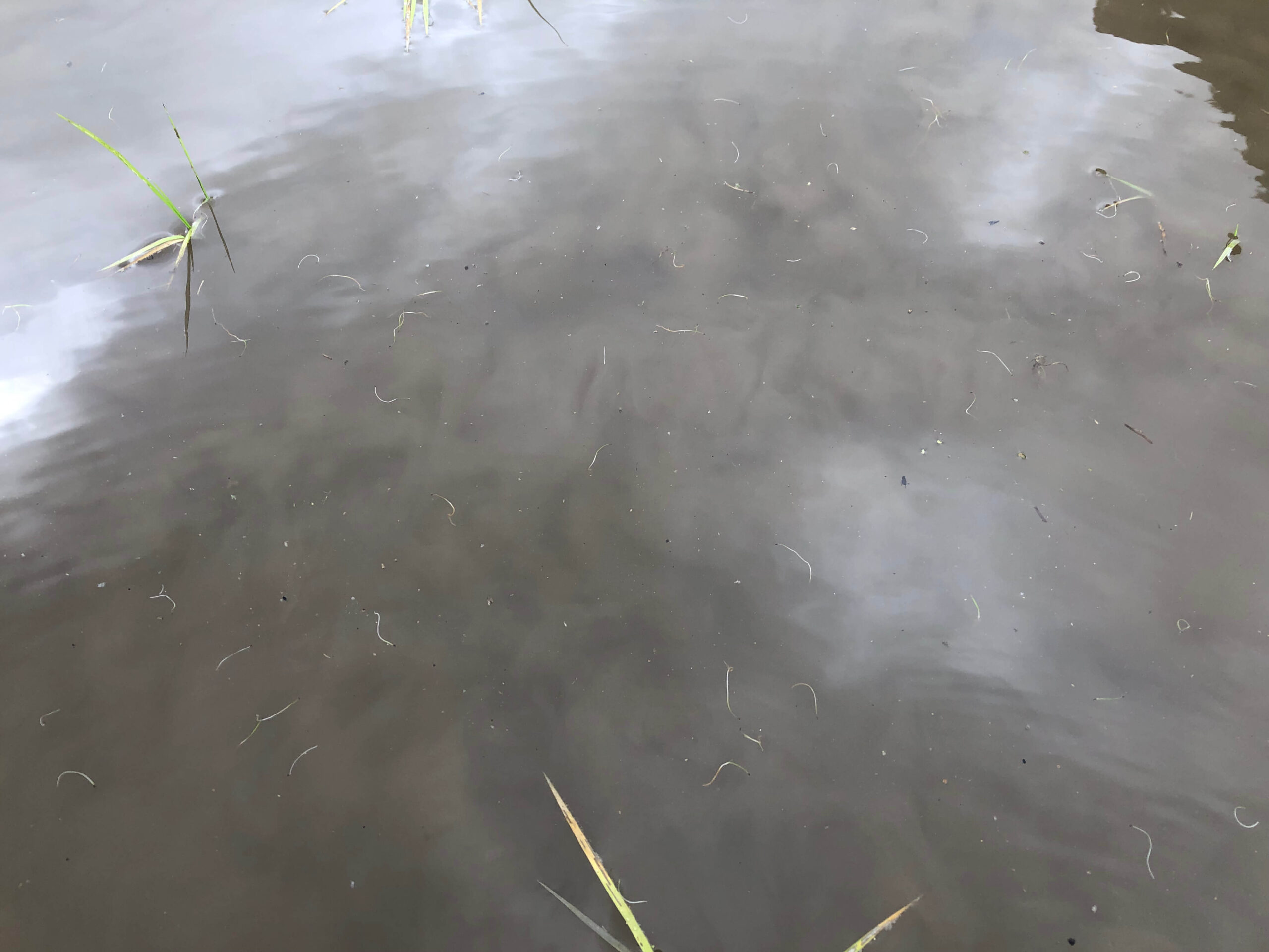 チェーン除草機で除草された雑草