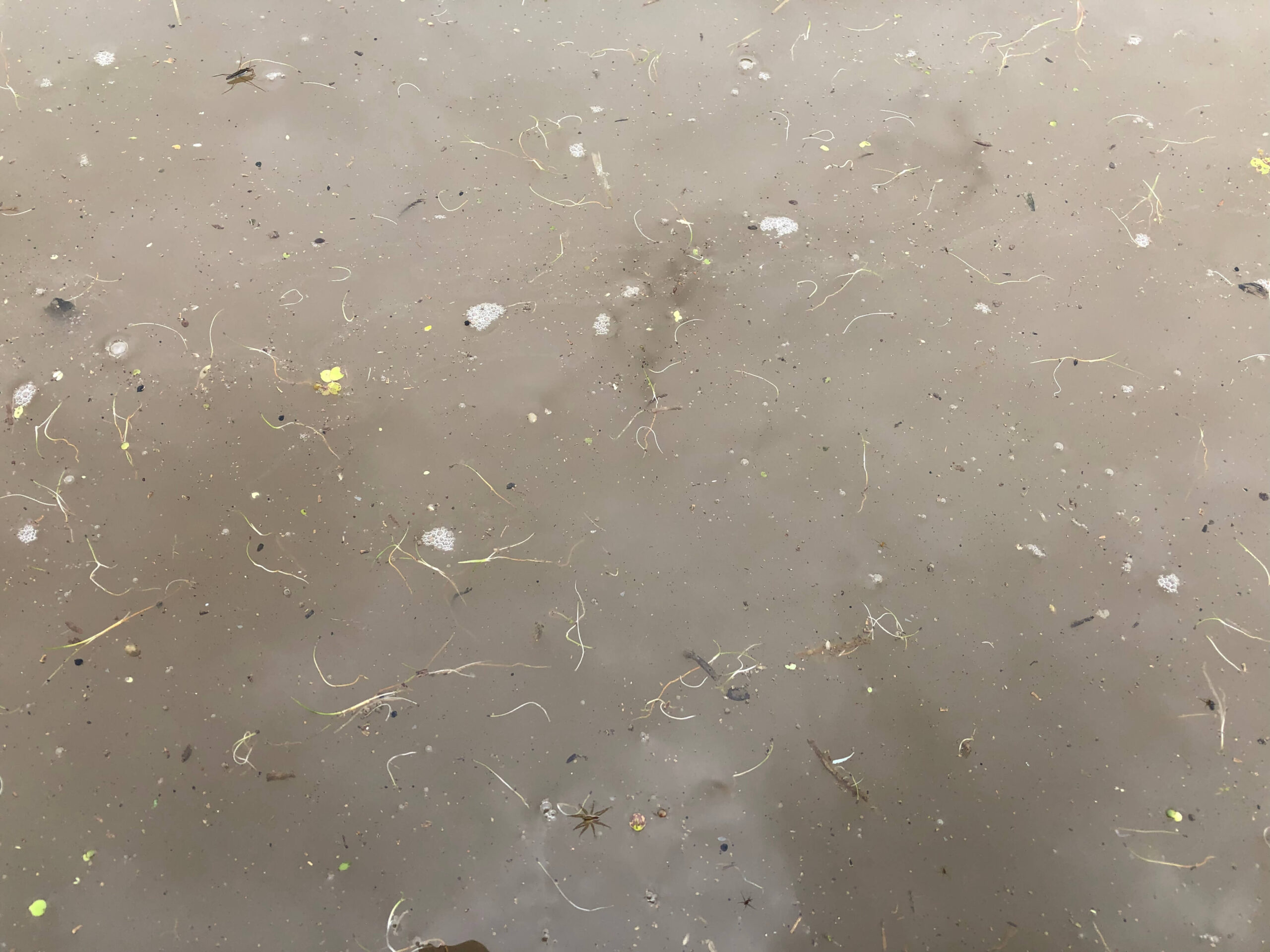 チェーン除草機で除草された雑草