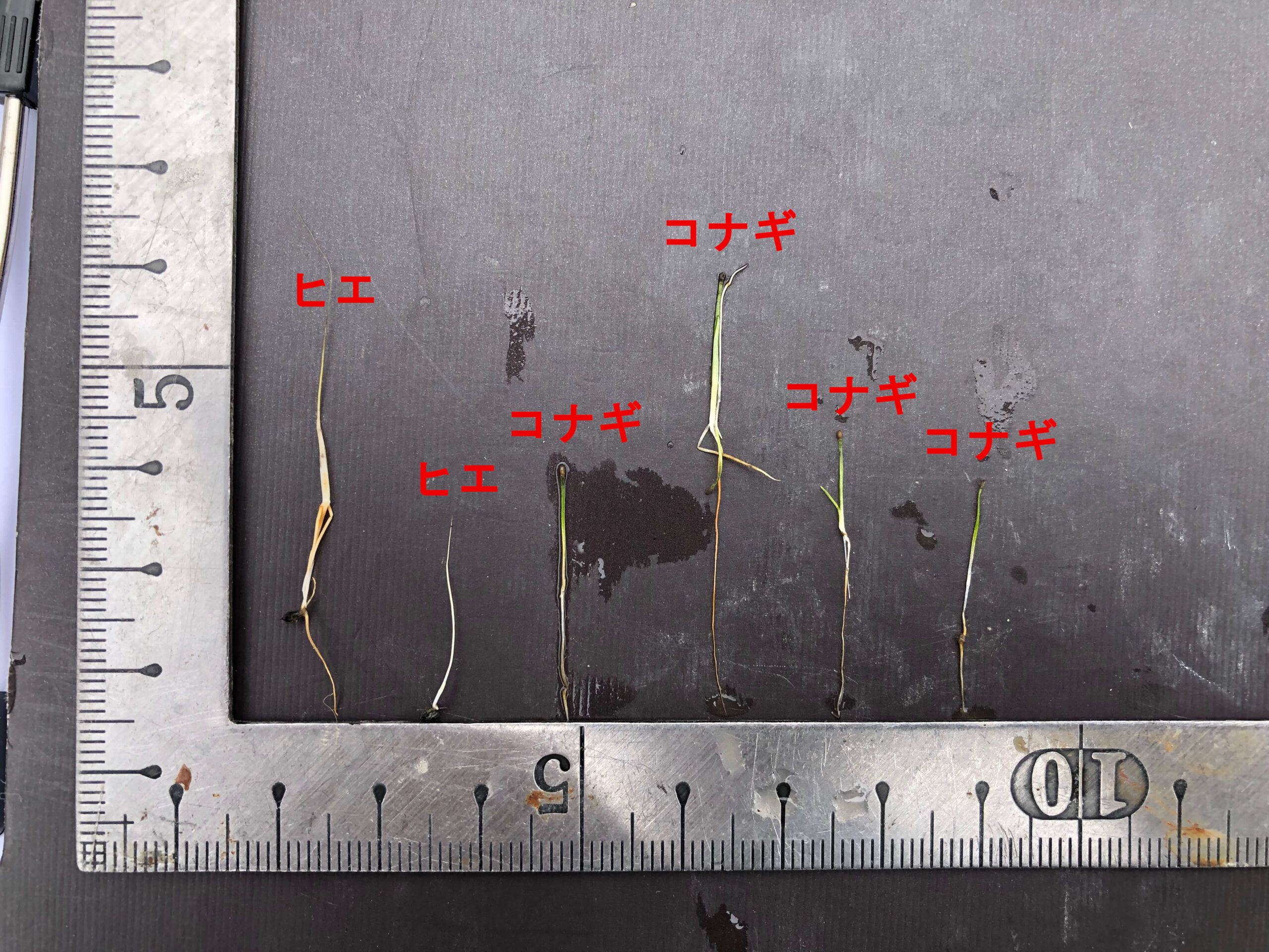 除草された雑草の測定画像
